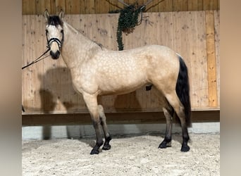 PRE Mix, Wałach, 5 lat, 160 cm, Bułana
