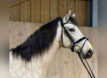 PRE Mix, Wałach, 5 lat, 160 cm, Bułana