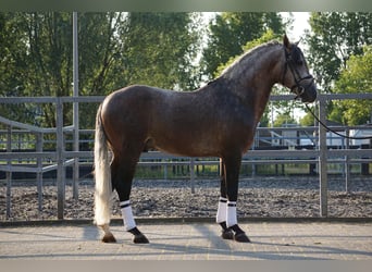 PRE Mix, Wałach, 5 lat, 164 cm, Formy Brown Falb