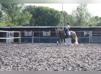 PRE Mix, Wałach, 5 lat, 164 cm, Formy Brown Falb