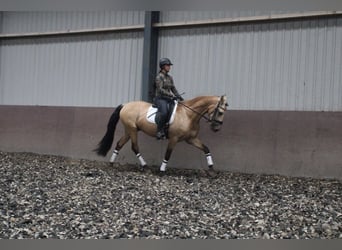 PRE, Wałach, 5 lat, 165 cm, Bułana