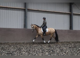 PRE, Wałach, 5 lat, 165 cm, Bułana