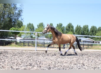 PRE, Wałach, 5 lat, 165 cm, Bułana