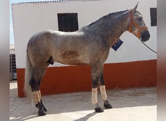 PRE, Wałach, 5 lat, 167 cm