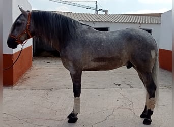 PRE, Wałach, 5 lat, 167 cm