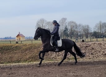 PRE Mix, Wałach, 6 lat, 158 cm, Kara