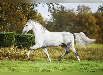 PRE, Wałach, 6 lat, 166 cm, Siwa