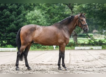 PRE, Wałach, 8 lat, 167 cm, Gniada