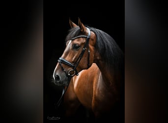 PRE, Wałach, 8 lat, 167 cm, Gniada