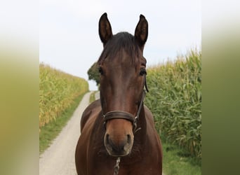 PRE, Wallach, 10 Jahre, 155 cm, Dunkelbrauner