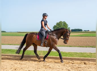 PRE, Wallach, 10 Jahre, 155 cm, Dunkelbrauner