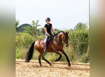 PRE, Wallach, 10 Jahre, 155 cm, Dunkelbrauner