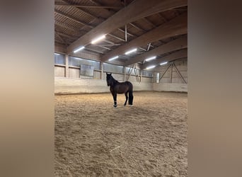 PRE, Wallach, 10 Jahre, 155 cm, Dunkelbrauner