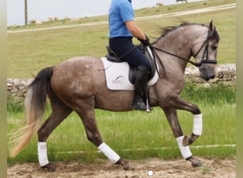 PRE, Wallach, 10 Jahre, 157 cm, Apfelschimmel