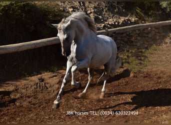 PRE Mix, Wallach, 10 Jahre, 158 cm, Schimmel