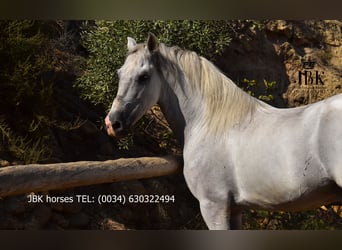 PRE Mix, Wallach, 10 Jahre, 158 cm, Schimmel