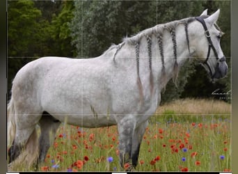 PRE, Wallach, 10 Jahre, 159 cm, Apfelschimmel