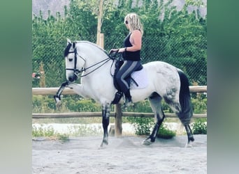 PRE Mix, Wallach, 10 Jahre, 159 cm, Fliegenschimmel