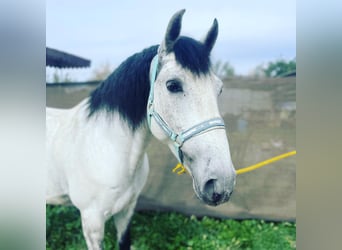 PRE Mix, Wallach, 10 Jahre, 159 cm, Fliegenschimmel