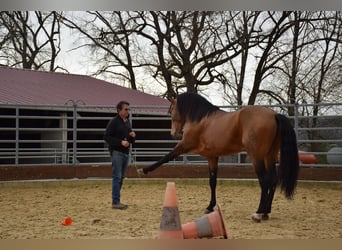 PRE, Wallach, 10 Jahre, 160 cm, Falbe