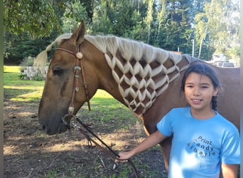 PRE, Wallach, 10 Jahre, 160 cm, Palomino