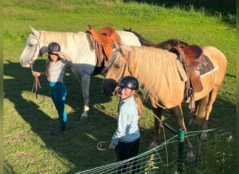 PRE, Wallach, 10 Jahre, 160 cm, Palomino