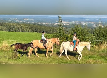 PRE, Wallach, 10 Jahre, 160 cm, Palomino