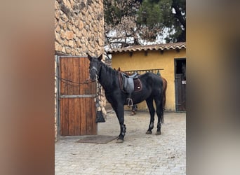 PRE, Wallach, 10 Jahre, 160 cm, Rappe