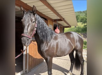 PRE, Wallach, 10 Jahre, 160 cm, Rappe