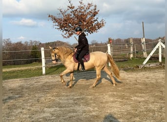 PRE Mix, Wallach, 10 Jahre, 161 cm, Perlino