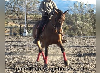 PRE Mix, Wallach, 10 Jahre, 162 cm, Brauner