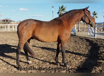 PRE Mix, Wallach, 10 Jahre, 162 cm, Brauner