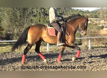 PRE Mix, Wallach, 10 Jahre, 162 cm, Brauner