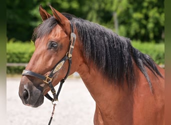 PRE, Wallach, 10 Jahre, 162 cm, Brauner