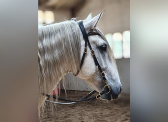 PRE Mix, Wallach, 10 Jahre, 162 cm, Fliegenschimmel