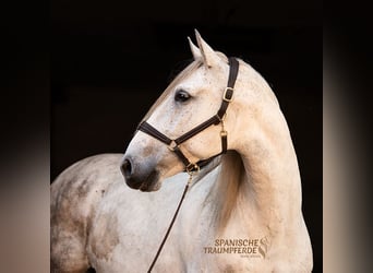 PRE Mix, Wallach, 10 Jahre, 162 cm, Fliegenschimmel