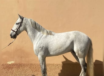 PRE Mix, Wallach, 10 Jahre, 162 cm, Fliegenschimmel