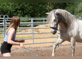 PRE, Wallach, 10 Jahre, 162 cm, Schimmel