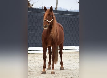 PRE Mix, Wallach, 10 Jahre, 163 cm, Fuchs