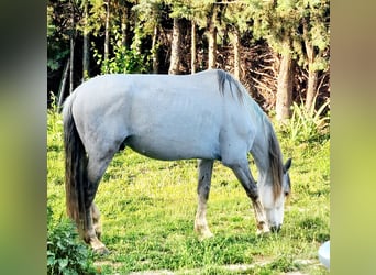 PRE, Wallach, 10 Jahre, 164 cm, Schimmel
