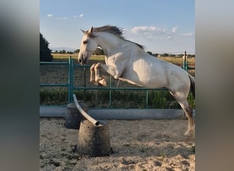 PRE, Wallach, 10 Jahre, 164 cm, Schimmel