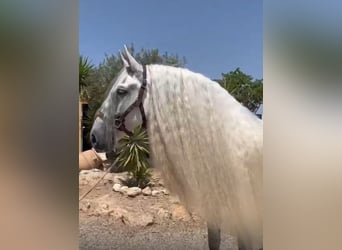 PRE Mix, Wallach, 10 Jahre, 165 cm, Apfelschimmel