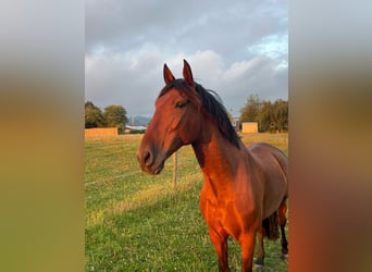 PRE, Wallach, 10 Jahre, 165 cm, Brauner