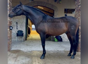 PRE Mix, Wallach, 10 Jahre, 165 cm, Brauner