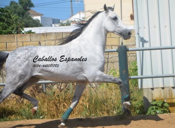PRE Mix, Wallach, 10 Jahre, 165 cm