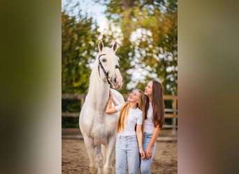 PRE Mix, Wallach, 10 Jahre, 165 cm, Schimmel