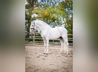 PRE Mix, Wallach, 10 Jahre, 165 cm, Schimmel