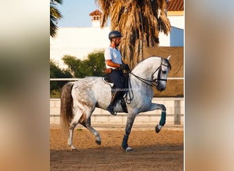 PRE Mix, Wallach, 10 Jahre, 165 cm, Schimmel