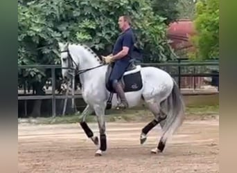 PRE Mix, Wallach, 10 Jahre, 166 cm, Schimmel