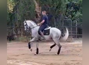PRE Mix, Wallach, 10 Jahre, 166 cm, Schimmel